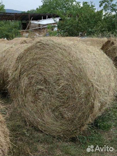 Продам сено в рулонах