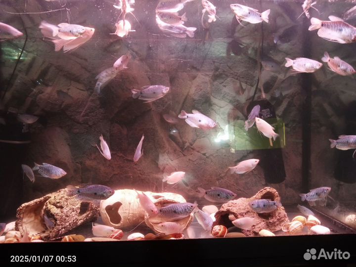 Гурами мраморный