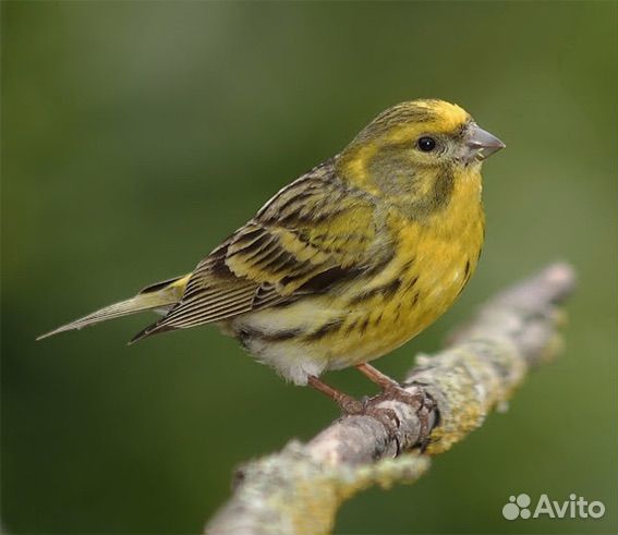 Снегири, коноплянки, щеглы и др. певчие птицы