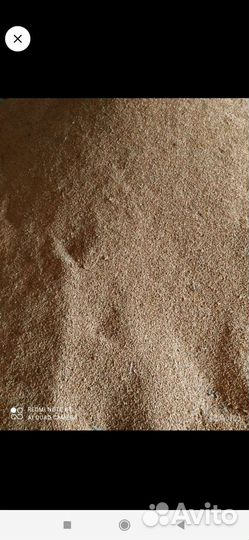 Яровой ячмень