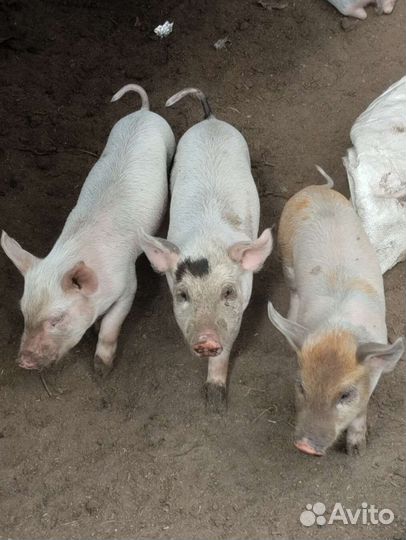 Поросята