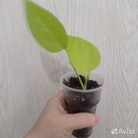 Сциндапсус неон