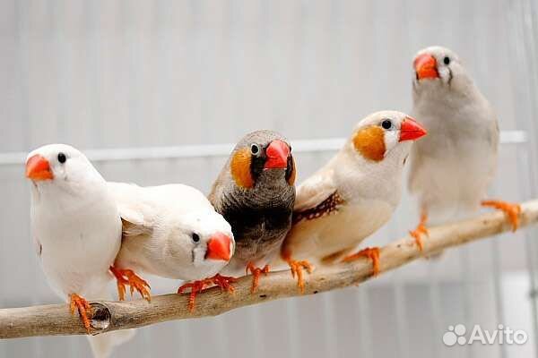 Попугаи оптом