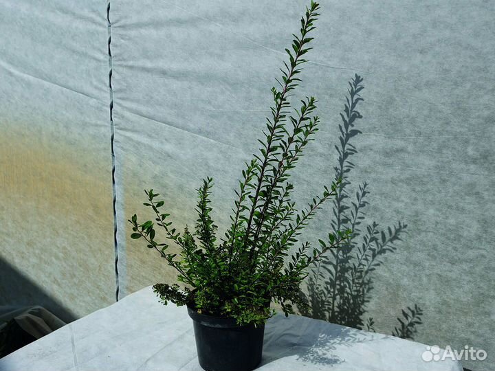 Спирея ниппонская 