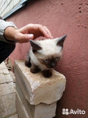Котята в добрые руки, бесплатно