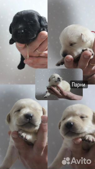 Лабрадор ретривер