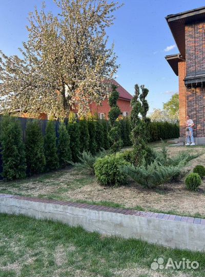 Туя с бесплатной доставкой