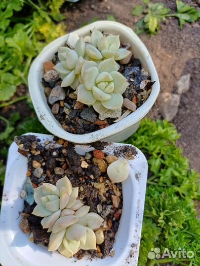 Суккуленты