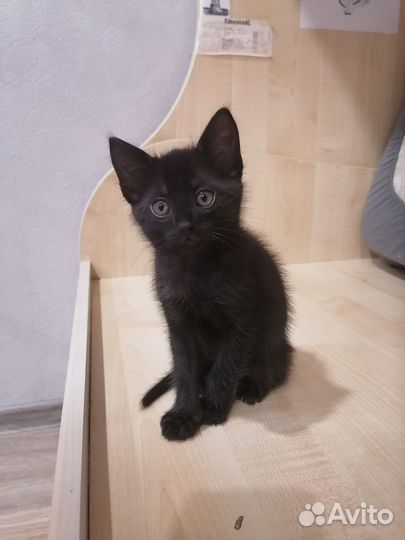 Котёнок в самые добрые ручки
