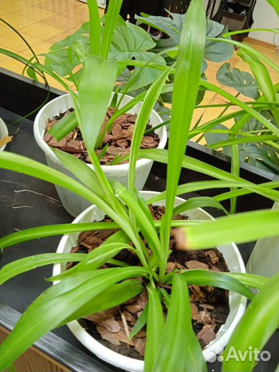 Живые цветы в горшках