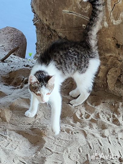 Котик подросток