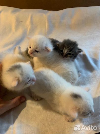 Котята 2 мес. девочки (белые) бесплатно