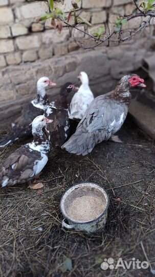 Мускусные утки тяжелые линии