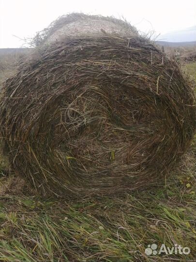 Продам сено в тюках
