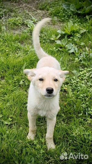 Щенок мальчик 3 месяца