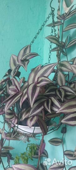 Традесканция зебрина