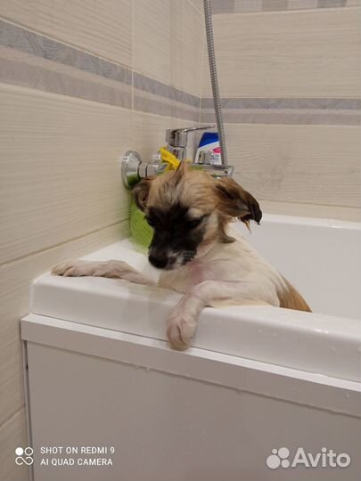 Продам собачку