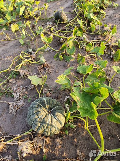 Тыква мраморная(жаба)