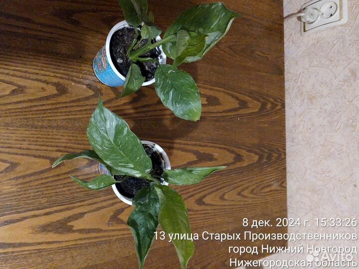 Женское счастье