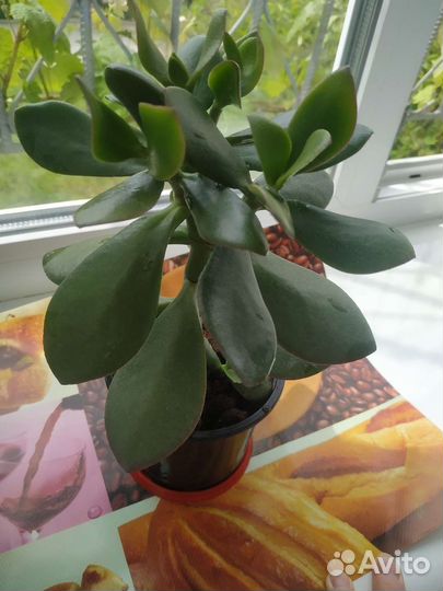 Крассула толстянка