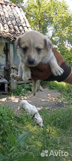 Щенки в добрые руки