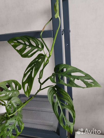 Монстера манки маск