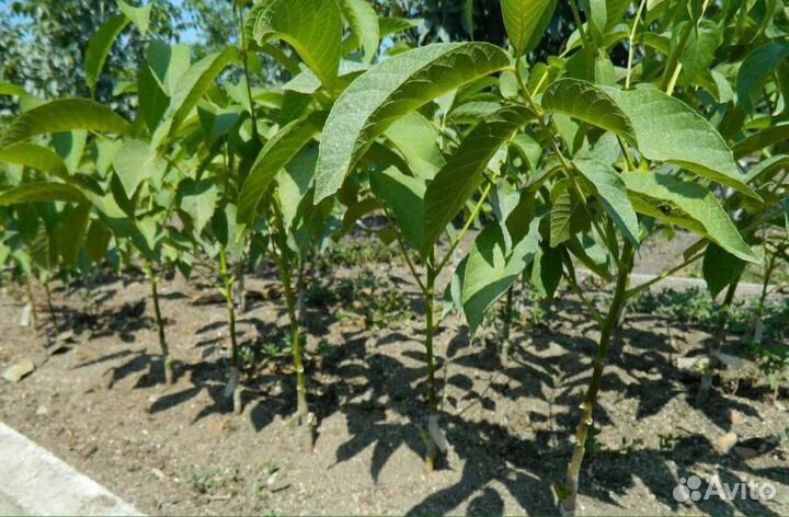 Саженцы грецкого ореха