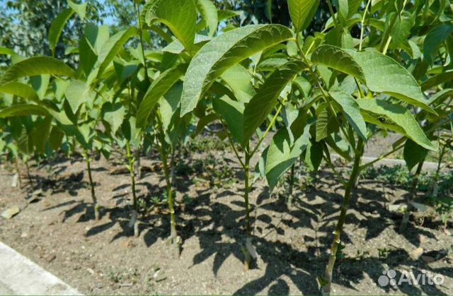 Саженцы грецкого ореха