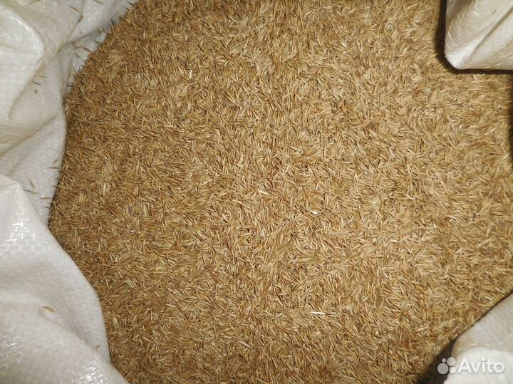 Семена костреца