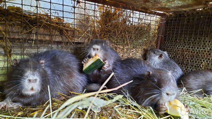 Нутрии