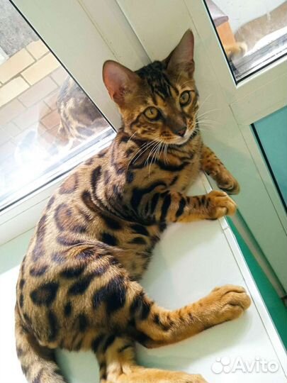 Кошки в добрые руки