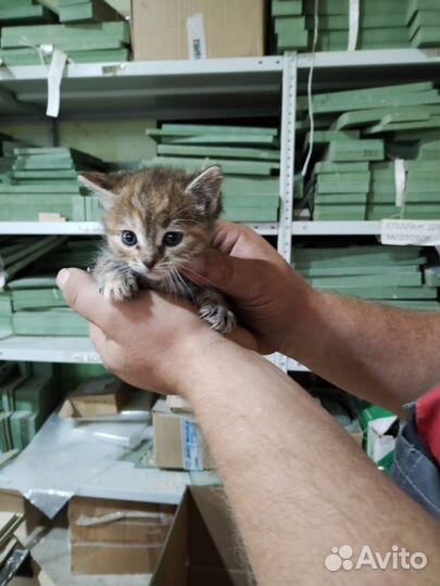 Котята в добрые руки приучены к лотку
