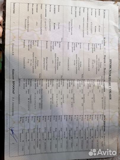 Охотничья собака