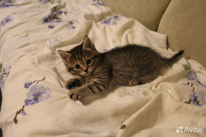 Котята сладкие милые пушистые друзья