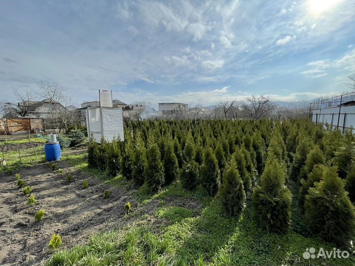 Туи смарагд, ель голубая