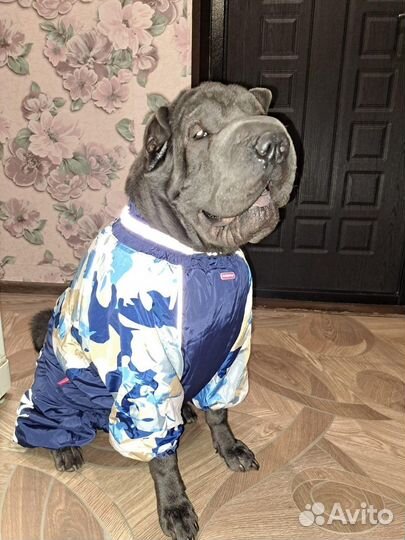 Случка собак