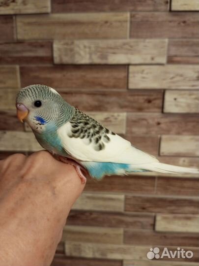 Волнистый попугай. Ручные малышки из гнезда