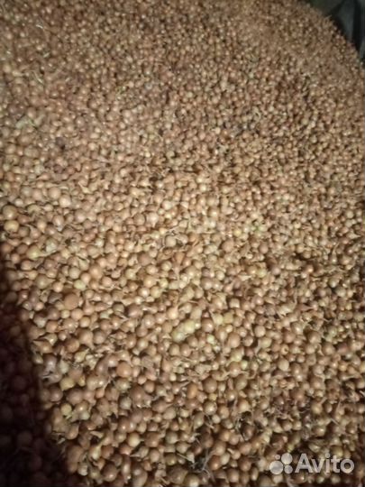 Лук севок Штутгартен Ризен