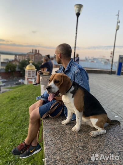Собака породы бигль
