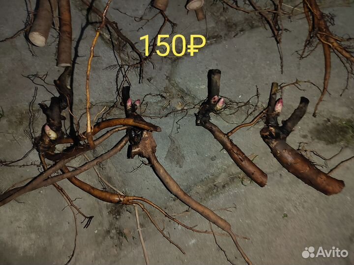 Корневища пиона Паула Фэй