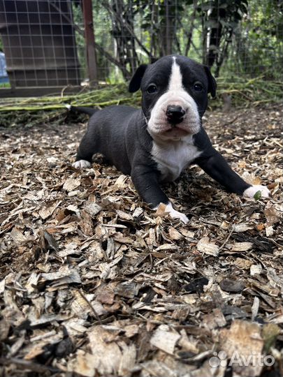 Щенки амстаффа