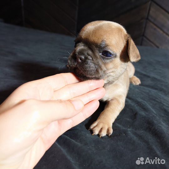 Французский бульдог мини девочка