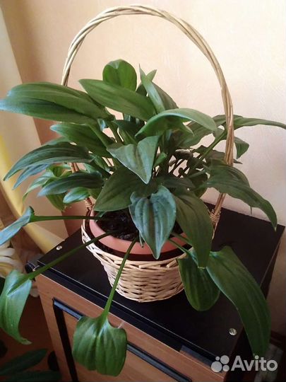 Дримиопсис