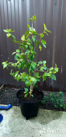 Гибискус или китайская роза