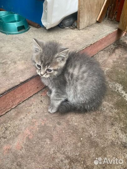 Кошка