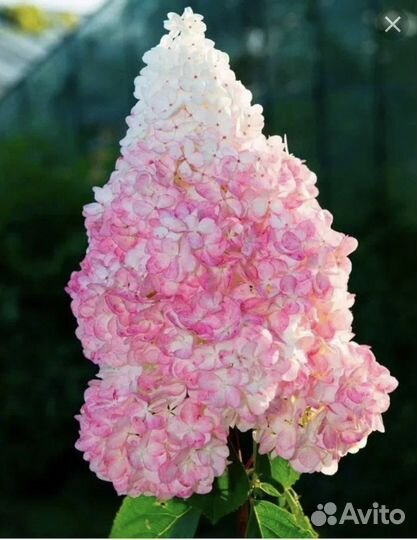 Гортензия метельчатая 