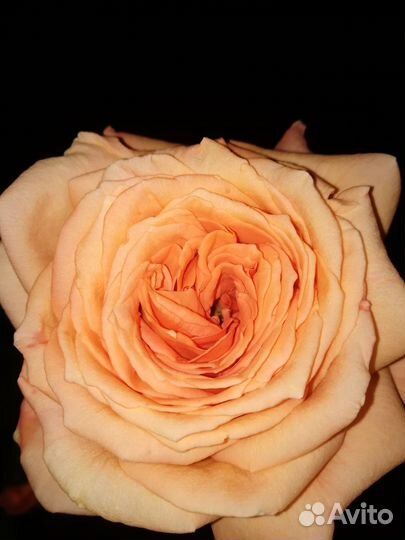 Розы Дэвида Остина питомник