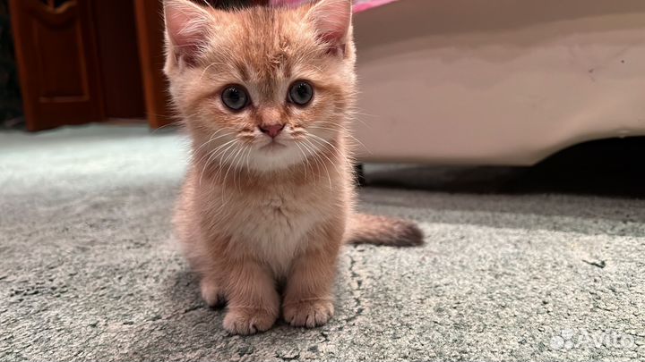 Вязка кошек