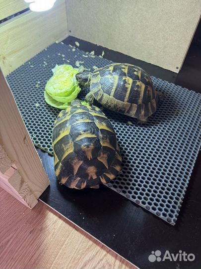 Черепахи сухопутные с террариумом