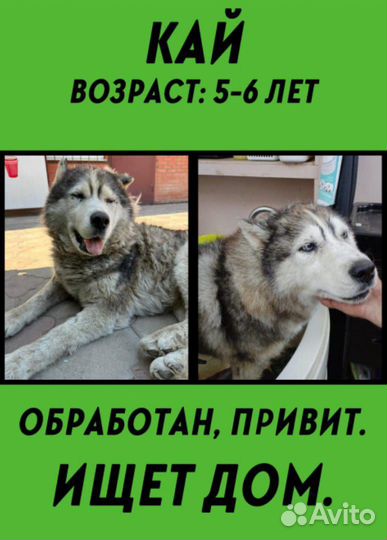 Собака в добрые руки